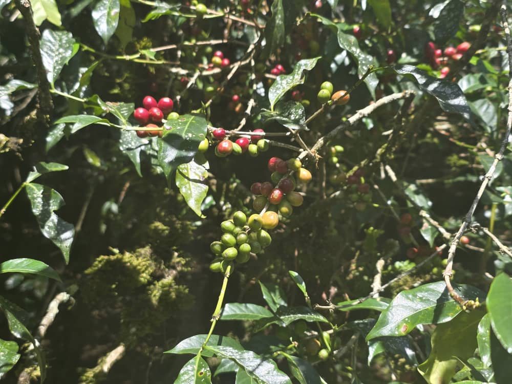 Red and green coffee cherries growing among leaves