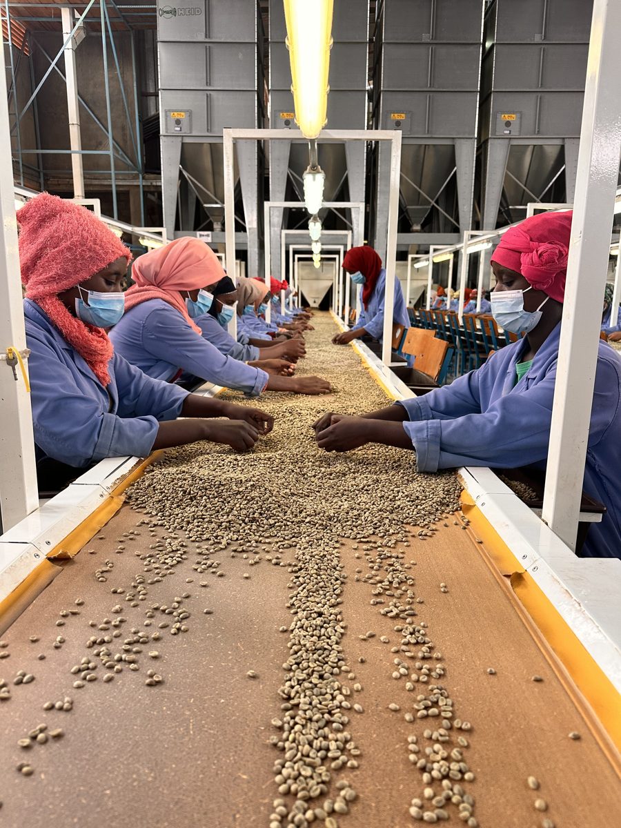 Women sorting coffee beans beside a conveyor